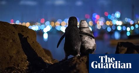 The Best Of The 2020 Wildlife Photography Awards Environment The