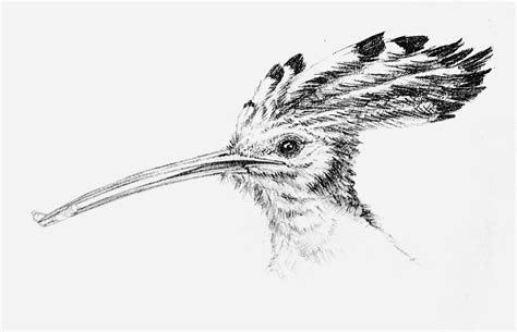 Eurasian Hoopoe Portrait From My Sketchbook Pencil Draw July 2018