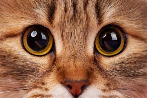 95 Names For Cats With Big Eyes Pethelpful