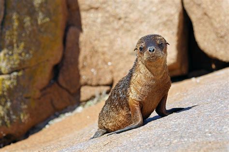 Australian Sea Lions Are Declining Using Drones To Check Their Health