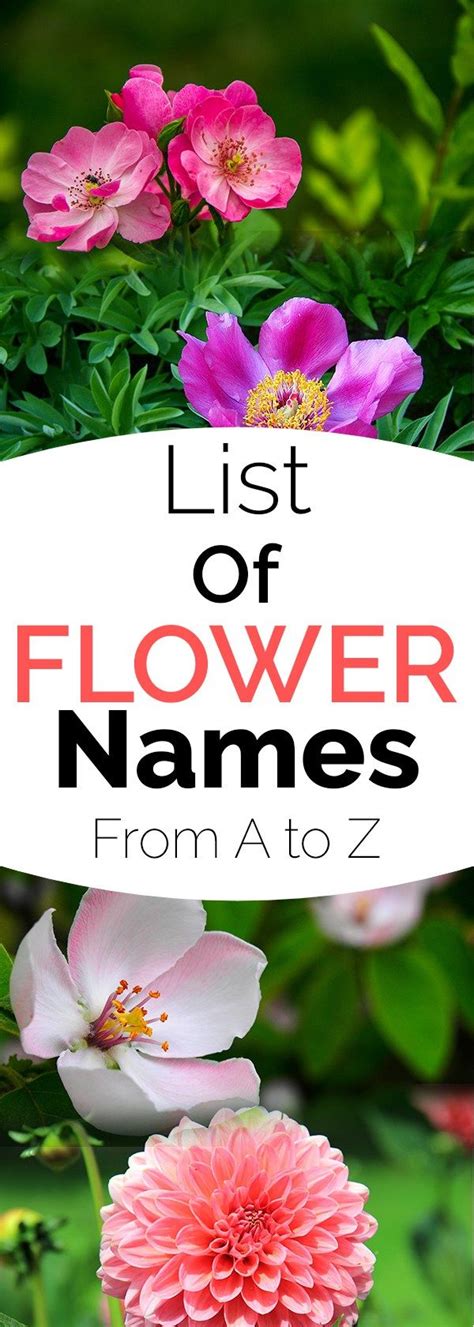 Click on the flower's name to learn more about its care. List of Flower Names, from A to Z | Flowers name list ...