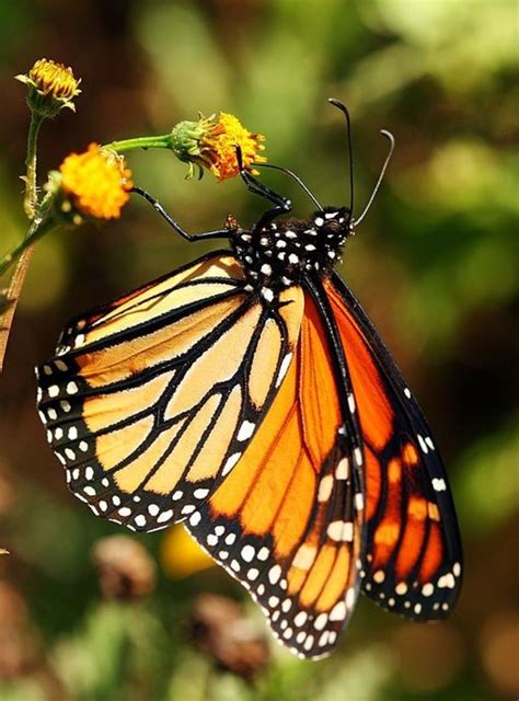 Butterfly Types And Identification Guide To 21 Butterfly Species Hubpages