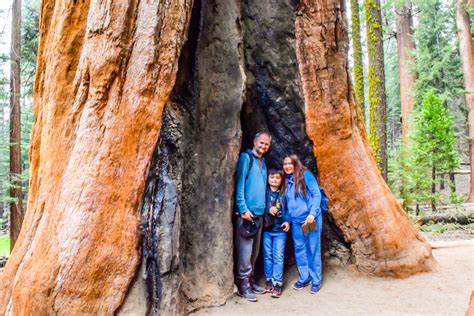 Quick Travel Guide To Sequoia National Park Nicerightnow