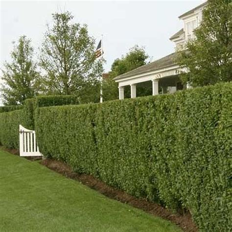 Regal Privet Hedge Are Great To Provide Borders For Sidewalks