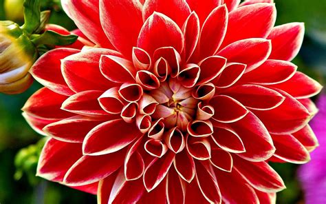 Red And White Dahlia Flower