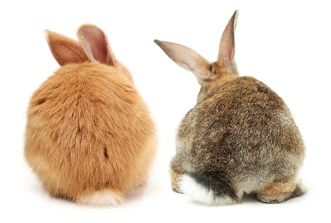 Der Unterschied Hase Oder Kaninchen Revvetde
