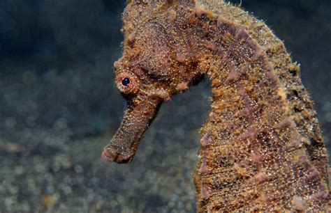 What Color Are Seahorses