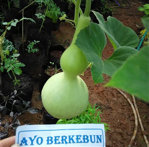 Ingin belajar tentang memanen biji labu untuk dimakan, dan apa yang harus. Jual benih / biji / bibit labu botol di lapak Ayo Berkebun ...