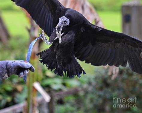 Black Vulture Lands With Outstretched Claws Photograph By Wayne Nielsen