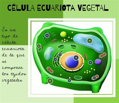 Celula Eucariota Vegetal Orientación Andújar Recursos Educativos