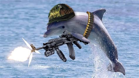 The Us Navy Created Military Dolphins Humans