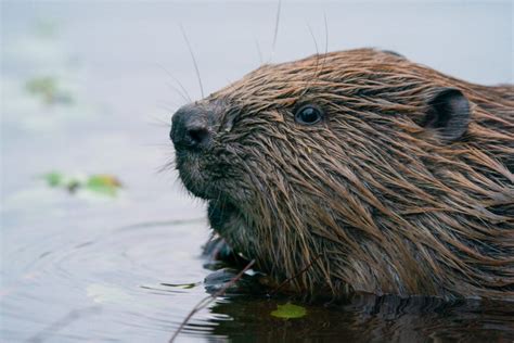 The Future Of Beavers In England Wild Haweswater