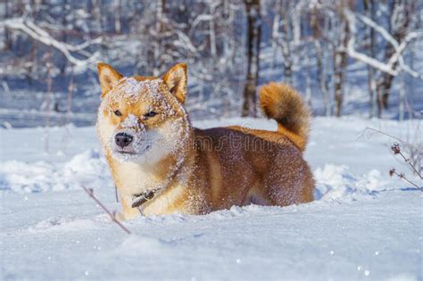 The Shiba Inu Japanese Dog Plays In The Snow In Winter Stock Photo
