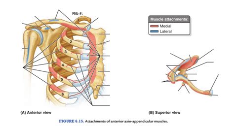 Anterior Axio Appendicular Muscles Diagram Quizlet