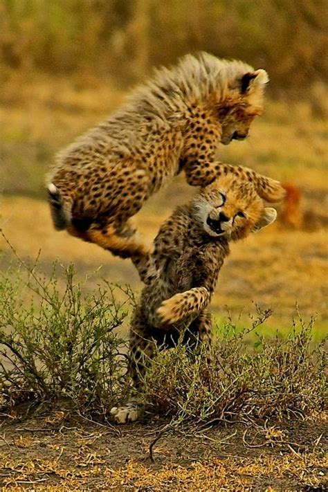Cheetah Playtime Animals Beautiful Baby Cheetahs Animals