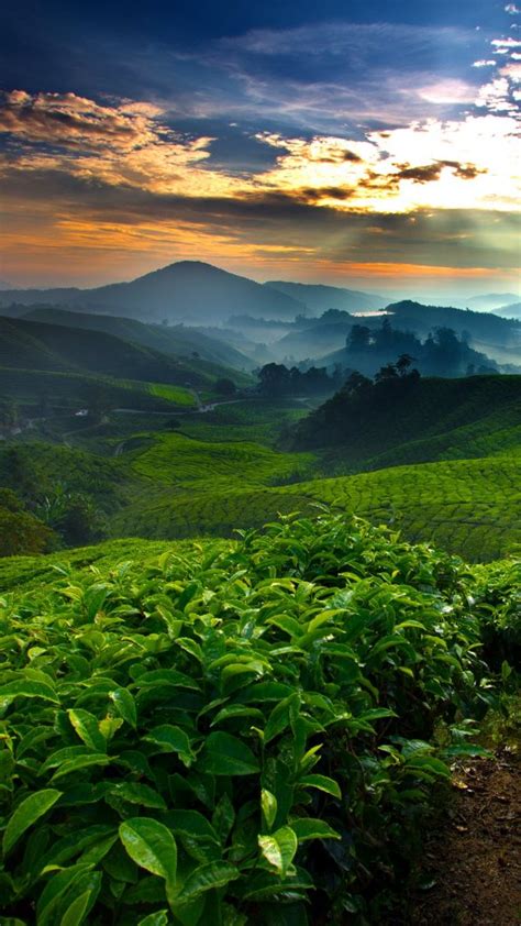 Tea Fields Plantation In The Morning Cameron Highland Malaysia