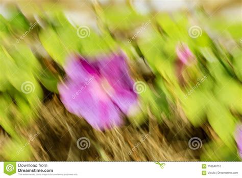 Abstract Motion Blur Effect Spring Blurred Flowers Stock Photo Image
