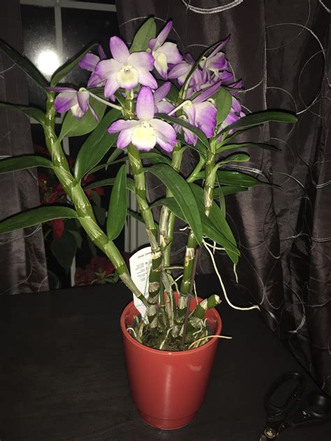 Does Anyone Know What Type Of Orchid This Beauty Is And Are Those Free Hot Nude Porn Pic Gallery