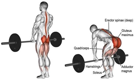 Romanian Deadlifts Rdls Muscles Worked How To Benefits And