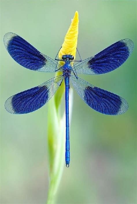 Dragonfly Artwork Dragonfly Images Dragonfly Painting Dragonfly