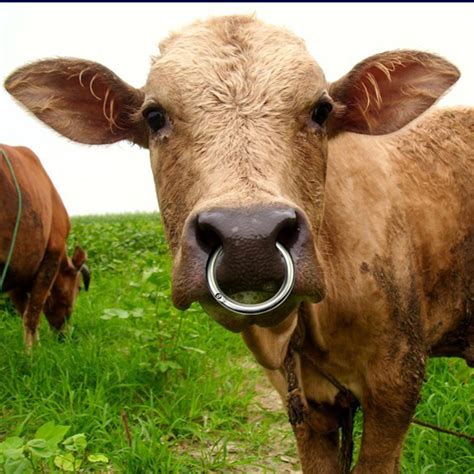 35 Inch Bull Cow Cattle Bovine Nose Ring Stainless Steel Husbandry