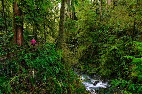 The 11 Best Hikes In Olympic National Park Lonely Planet