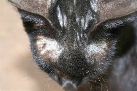 Lice On Cats Ears Cat Meme Stock Pictures And Photos