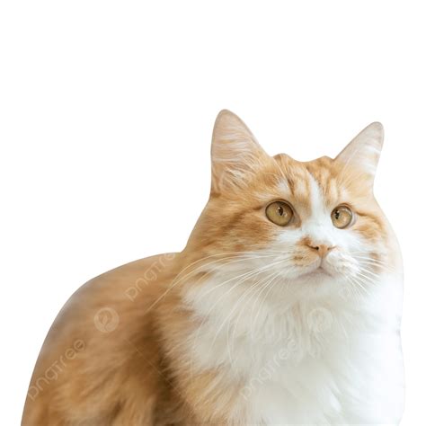 Orange Cat Hd Transparent Orange Cat Animal Cute Adorable Png Image