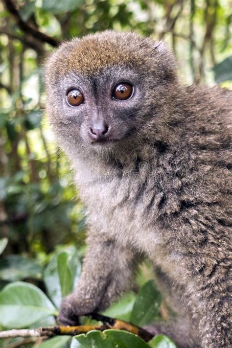 Eastern Lesser Bamboo Lemur Hapalemur Griseus Stock Photo Image Of