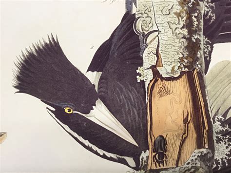 ivory billed woodpecker princeton audubon prints
