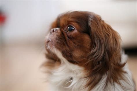 What can i give a dog for pain. Can I Give My Dog Aspirin for Pain? | Canna-Pet®