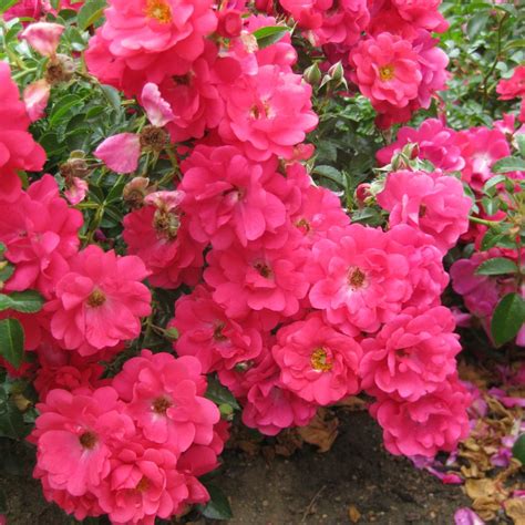 Rose Flower Carpet Pink Supreme Gc Cowells Garden