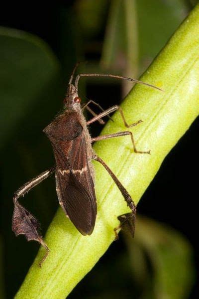 Leaf Footed Bug Control Are Leaf Footed Bugs Bad