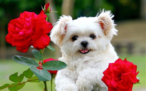 Puppy And Flowers Wallpapers Wallpaper Cave