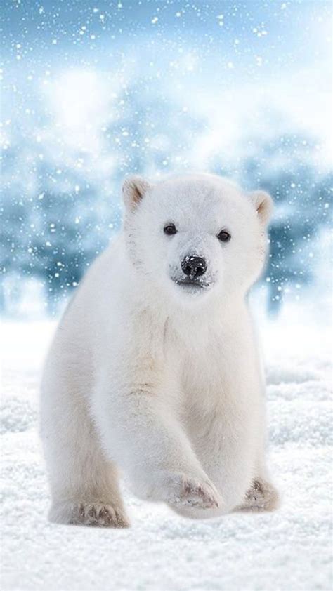 Hello Ice Bear Save The Polar Bears Winter Baby Polar Bears