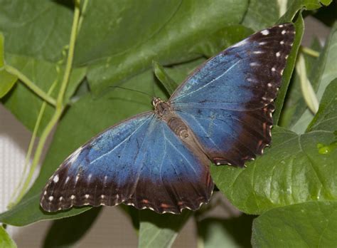 Blue Butterfly 5 Biological Science Picture Directory