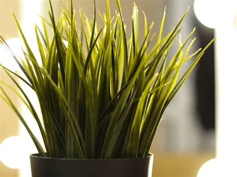 Grow A Grass Houseplant Growing Grass Indoors Gardening Know How