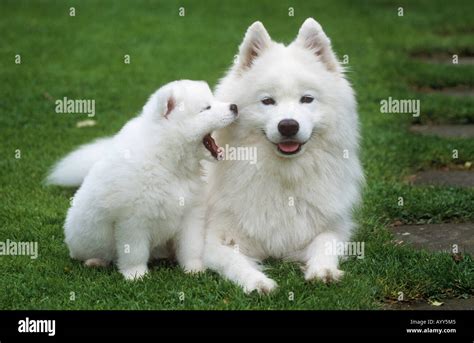 Samoyed Dog With Puppy Stock Photo Alamy