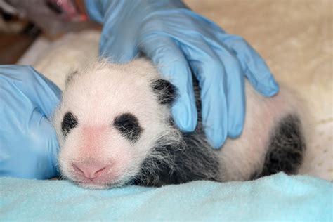 Panda Cub Gets Exam After Mom Finally Stops Cuddling Her Nbc News
