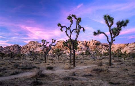 Joshua Tree National Park In The Winter Travel Guide