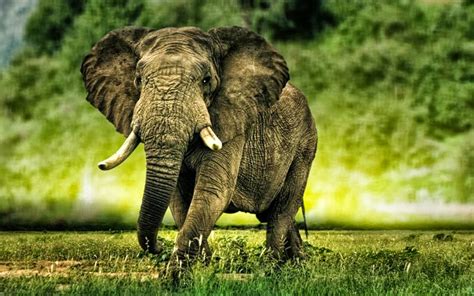 Download African Elephants Hd Wallpaper By Schase Hd Elephant Wallpapers Elephant