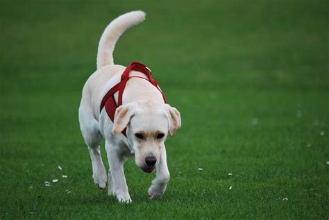 Free Images Grass White Puppy Animal Walk Vertebrate Labrador
