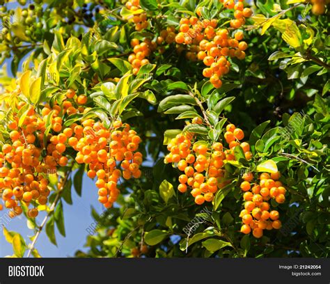 Yellow Berries On Tree Image And Photo Free Trial Bigstock