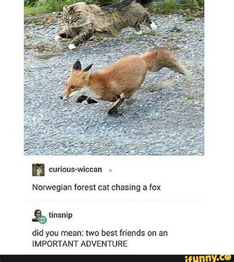 Norwegian Forest Cat Chasing A Fox Did You Mean Two Best Friends On