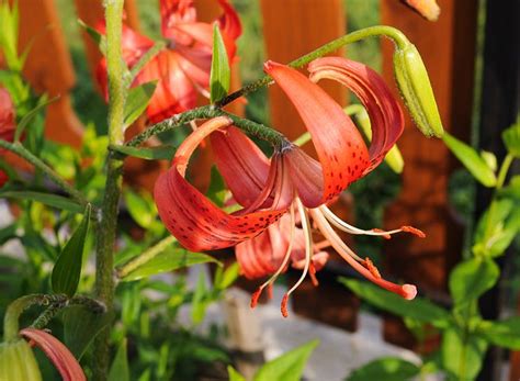 Tiger Lily Images · Pixabay · Download Free Pictures