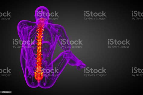 3d Render Medical Illustration Of The Human Spine Stock Photo
