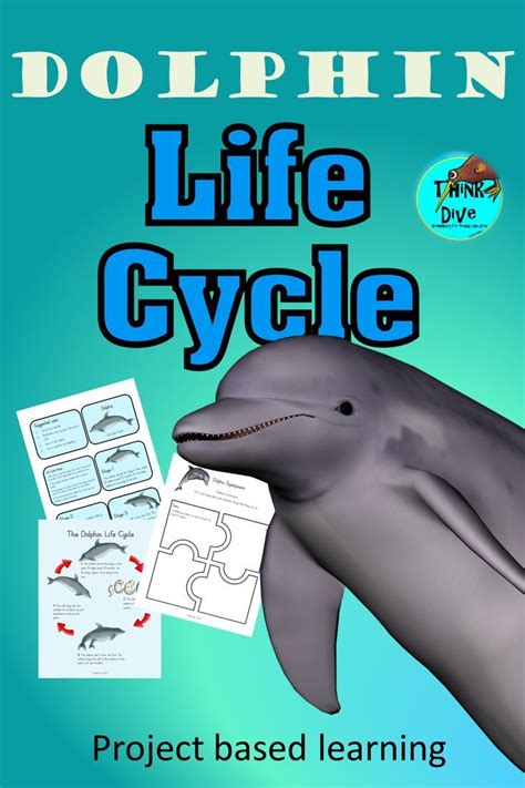 Dolphin Life Cycle Project Based Learning Biomimicry Digital