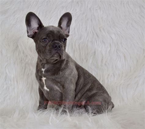 Shes a delightful blue pied female. Blue French Bulldog Puppies for Sale - Breeding Blue ...