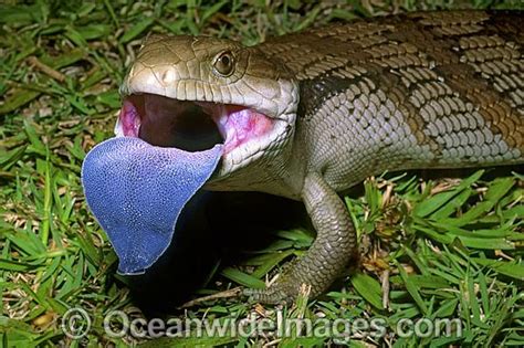 Blue Tongued Skink Lizard Lizard Blue Tongue Skink Reptiles And