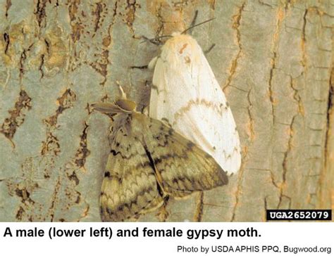 gypsy moth nc state extension publications